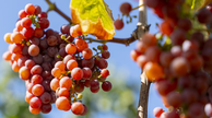 Effiziente Bewsserung im Obst- und Weinbau (Projektstart)