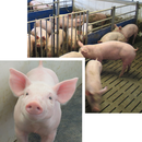 Schweinehaltung vor neuen Herausforderungen
