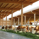 Bauen mit Holz in der Landwirtschaft