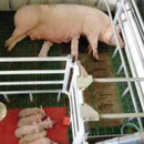 Schweinehaltung - zukunftsorientiert, aber wie?