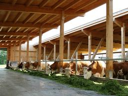 Bauen von Kuhställen ist eine der Anwendungs-Möglichkeiten, die das ModulBauSystem Grub-Weihenstephan™ zu bieten hat