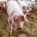 Schweinehaltung – Herausforderungen meistern! 