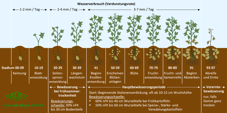 Bewsserunsmanagement zu Kartoffeln