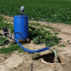 Tropfbewässerung zu Zuccini inkl. Düngeeinspeisung (= Fertigation)