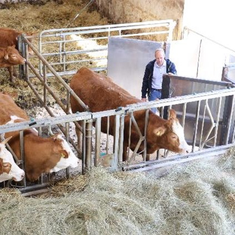 Zum Separieren der Tiere vor der Schlachtung wird eine an der Wand verstaute und mit Faltgelenk versehene mobile Abtrennung genutzt 