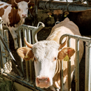 Umbaulösungen "kleine Laufställe" für horntragende Kühe