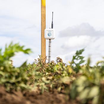 Steuerung der Bewsserung durch Messung der Bodenfeuchte mit einem Sensor