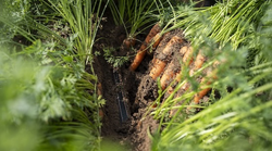 Tropfbewässerung zu Karotten am Landwirtschaftsbetrieb Remlinger Rüben / © Lukas Müller - ALB Tropfbewässerung zu Karotten am Landwirtschaftsbetrieb Remlinger Rüben