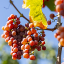 Effiziente Bewsserung im Obst- und Weinbau