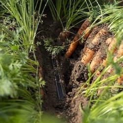 Tropfbewssrung zu Karotten am Landwirtschaftsbetrieb Remlinger Rben