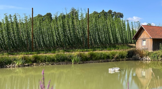 Karpfenteich am Betrieb Mehl in Georgensgmünd-Mäbenberg, Landkreis Roth, zur Speicherung und Nutzung von Oberflächenwasser für die Tropfbewässerung im Hopfenbau. / © M. Müller - ALB Bayern e.V. Karpfenteich am Betrieb Mehl in Georgensgmünd-Mäbenberg, Landkreis Roth, zur Speicherung und Nutzung von Oberflächenwasser für die Tropfbewässerung im Hopfenbau.